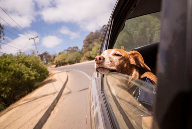 best suvs for dog owners